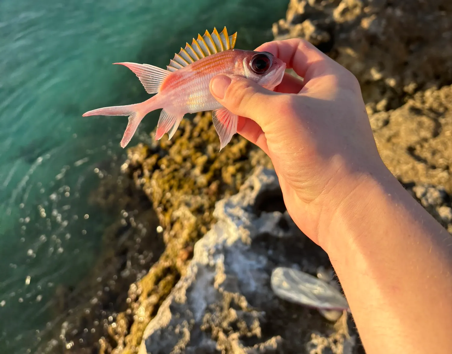 Squirrelfish