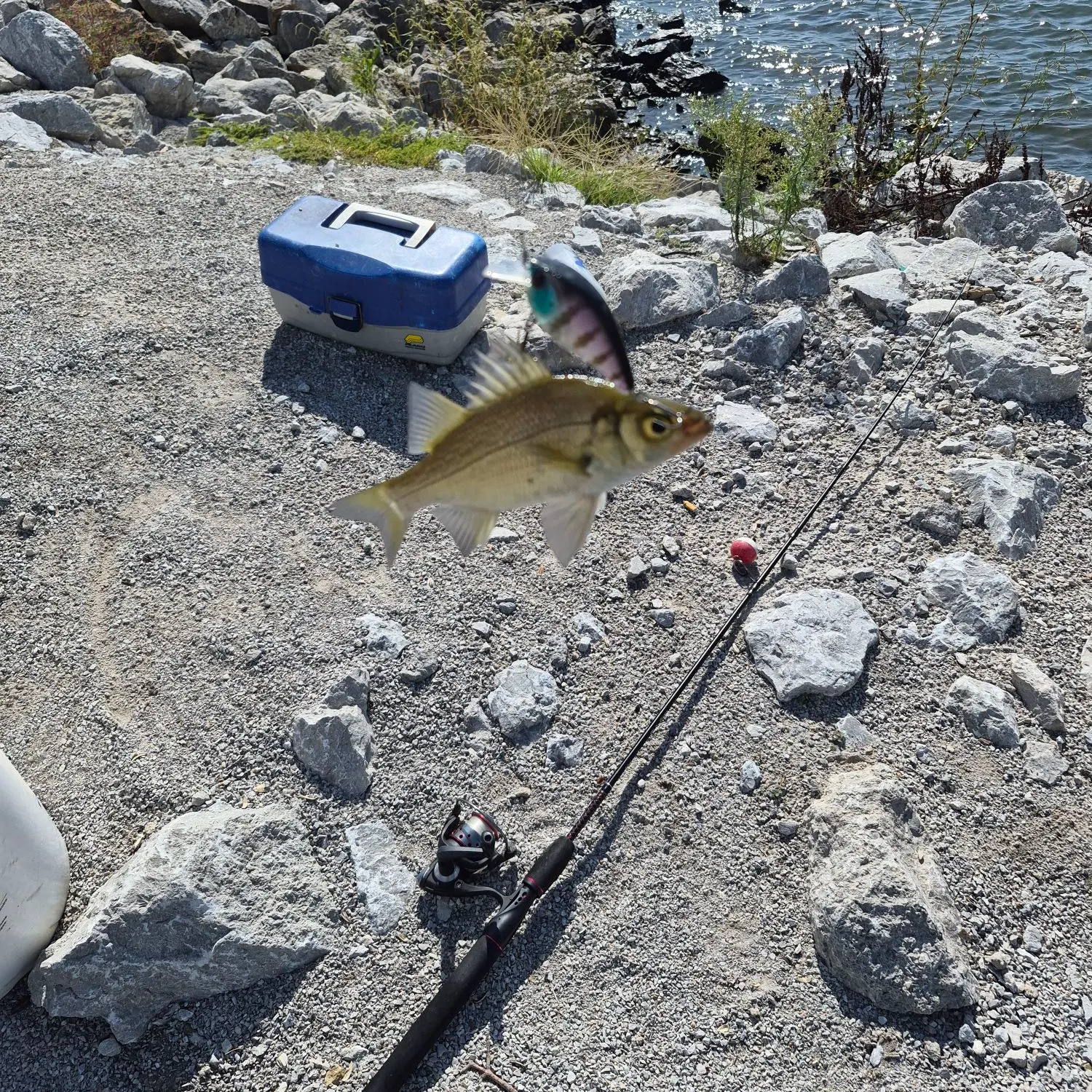 White perch caught on Fishbrain