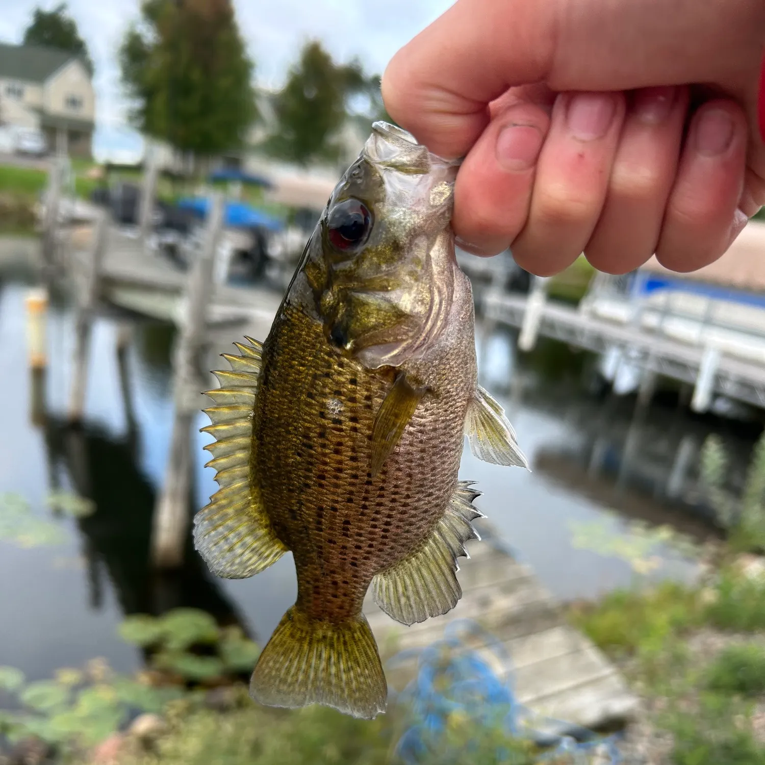 catch