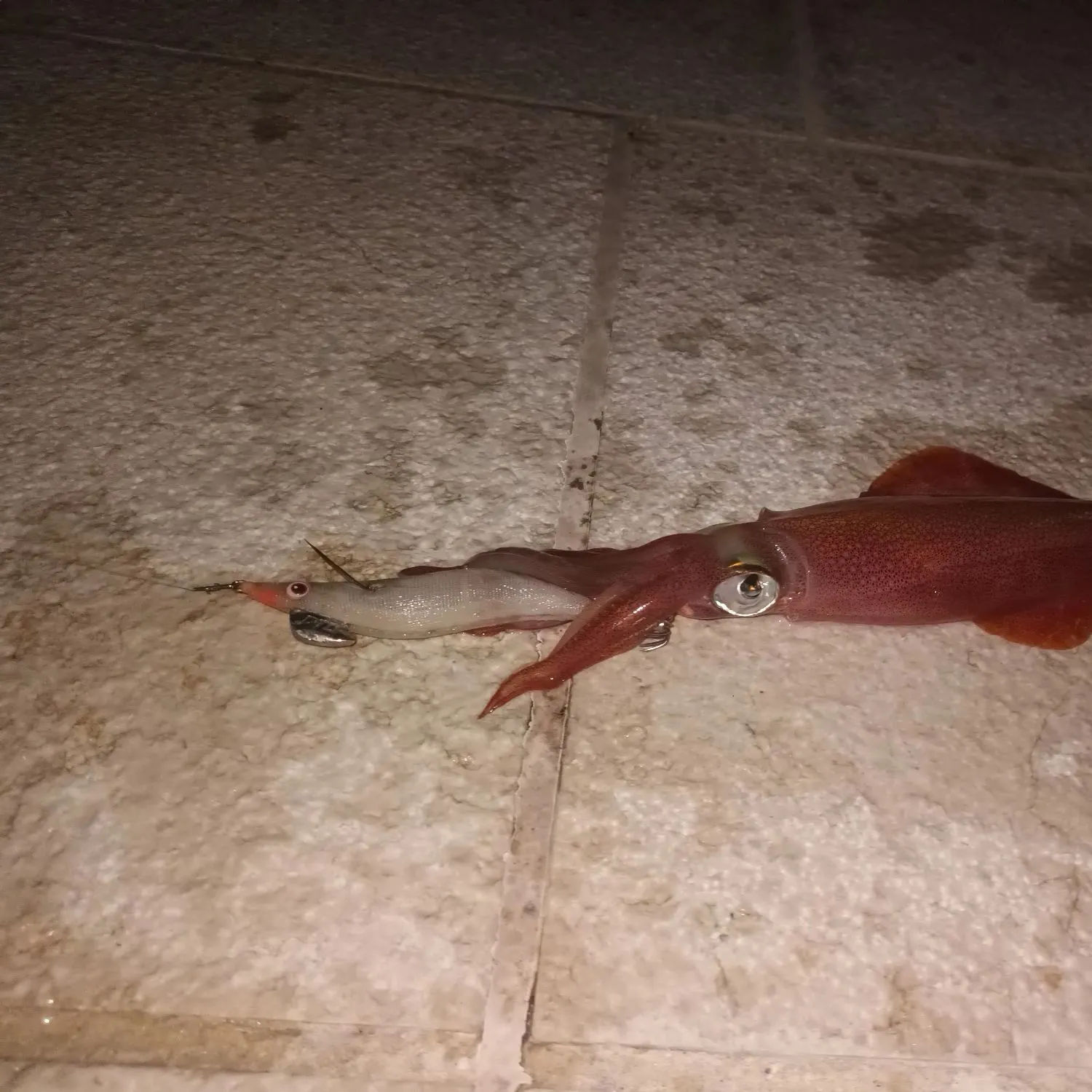 The most recent European flying squid catches on Fishbrain