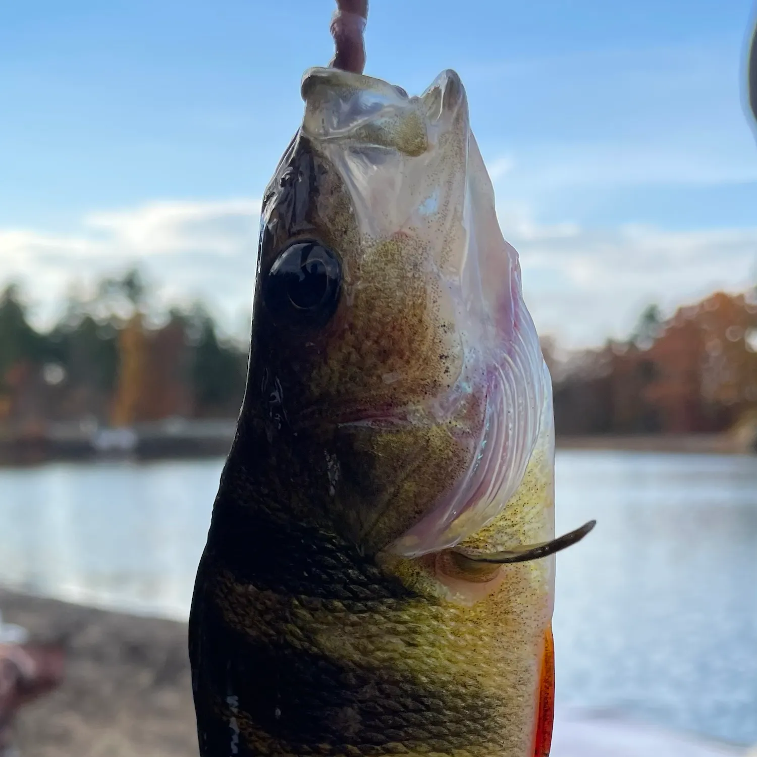 Yellow perch caught on Fishbrain