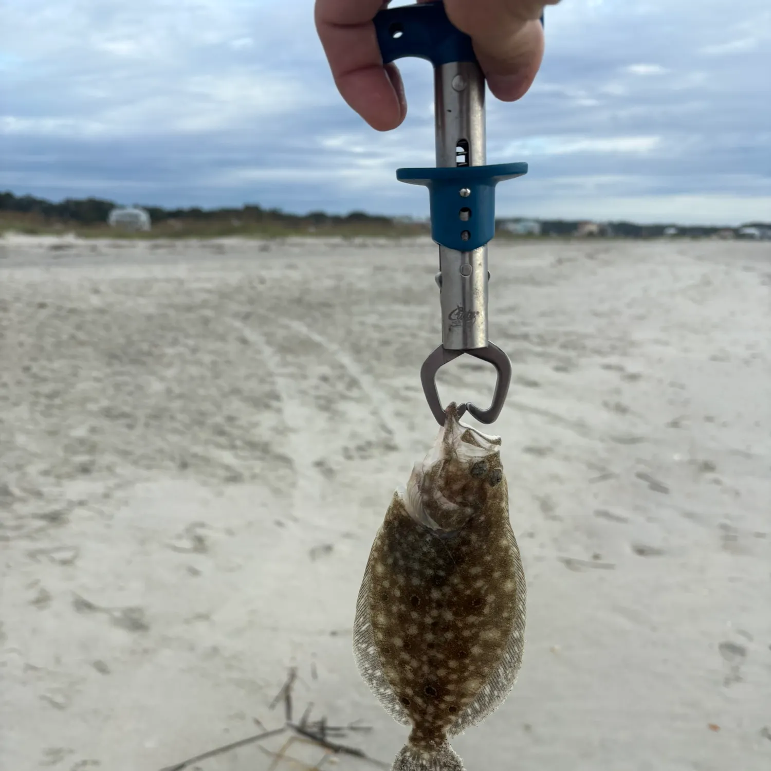 Summer flounder caught on Fishbrain