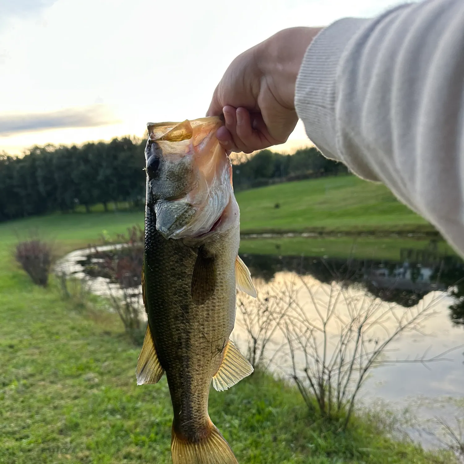Largemouth bass caught on Fishbrain