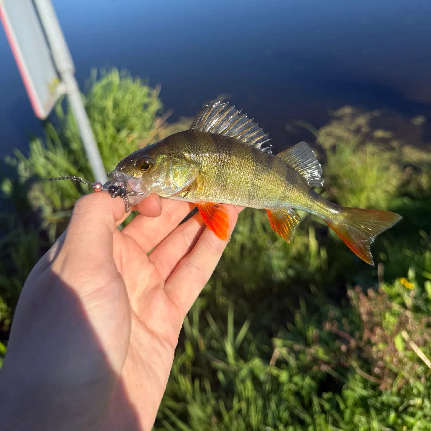 European perch caught on Fishbrain