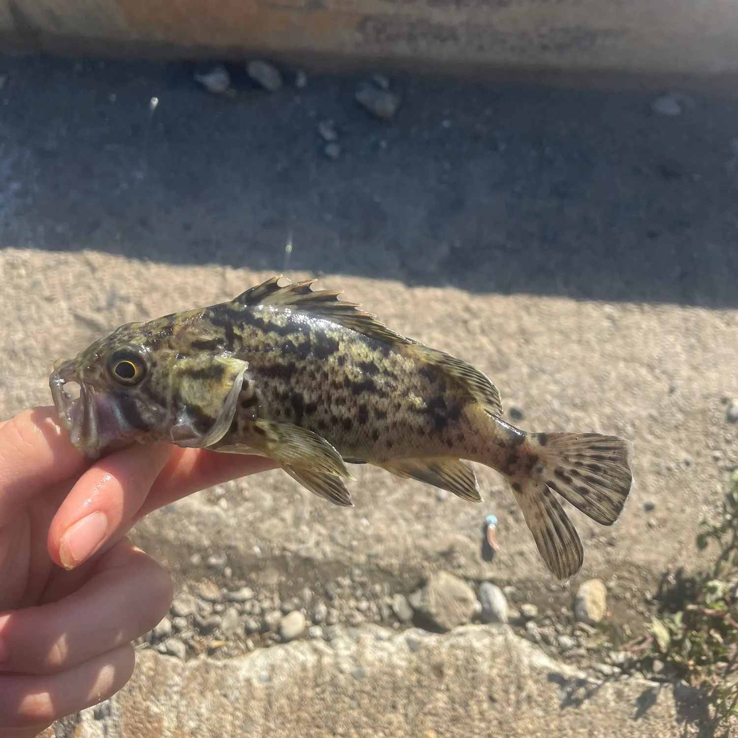 The most recent Red-spotted rockfish catches on Fishbrain