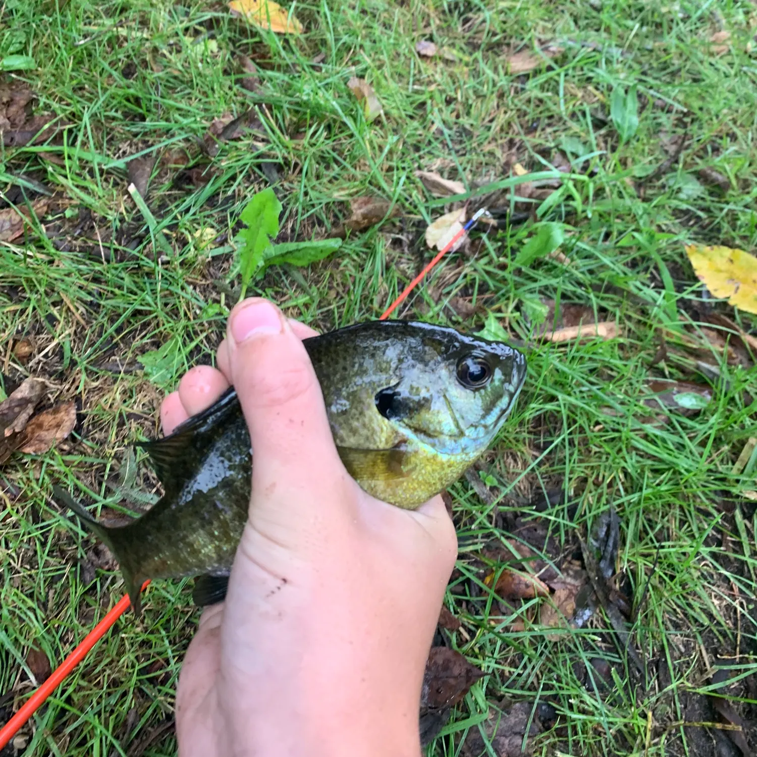 Bluegill caught on Fishbrain