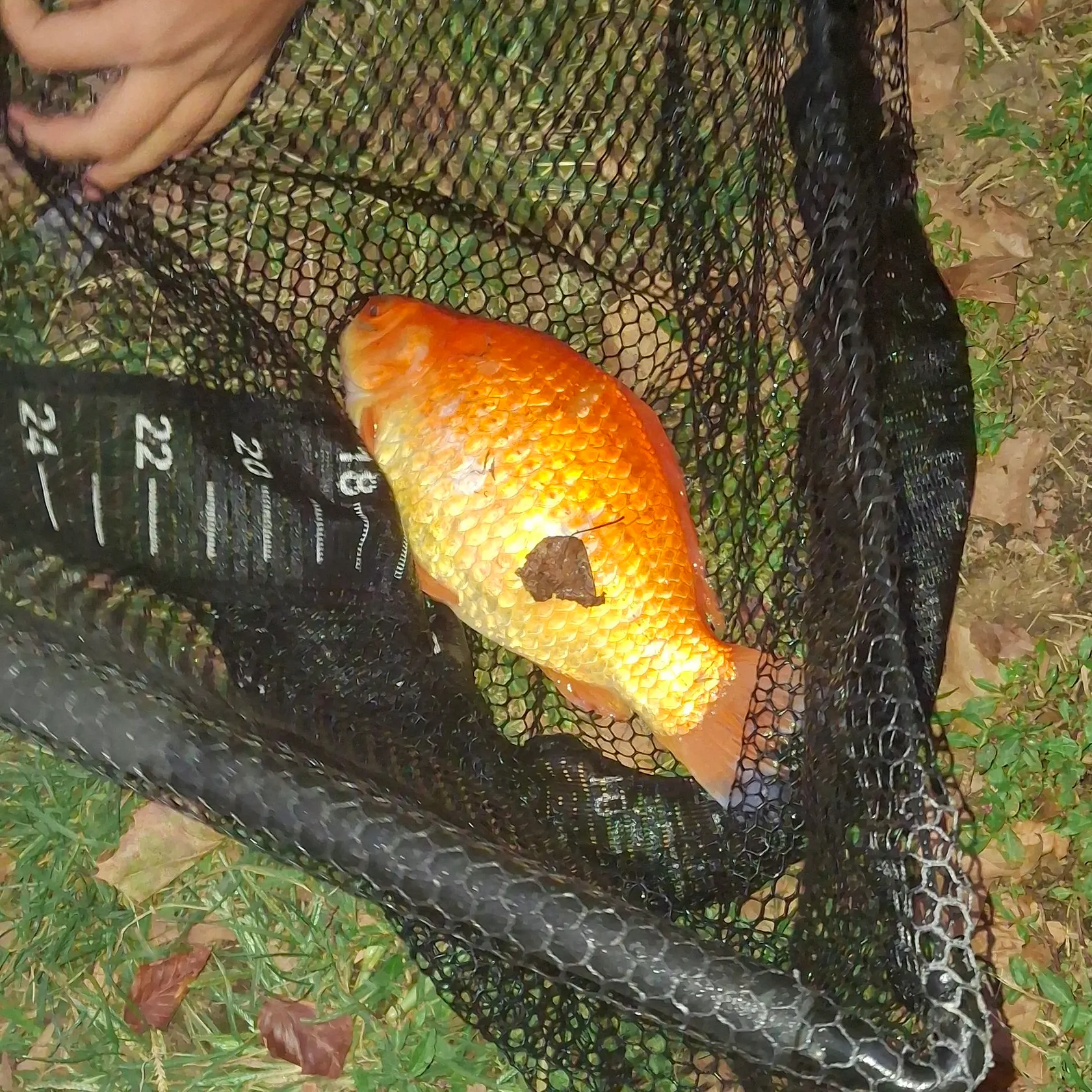 Goldfish caught on Fishbrain
