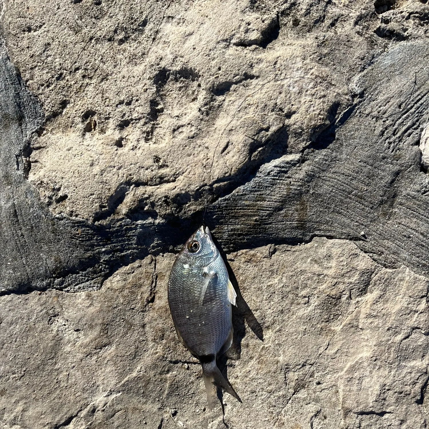 The most recent Annular seabream catches on Fishbrain