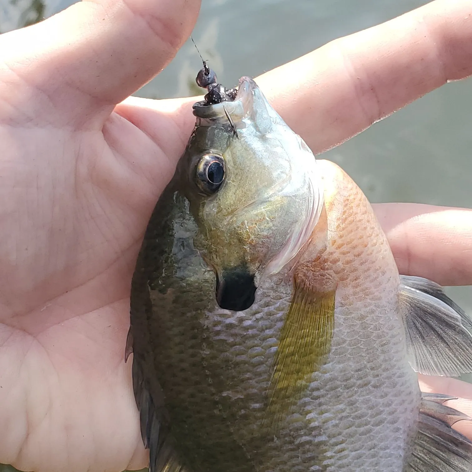Bluegill caught on Fishbrain