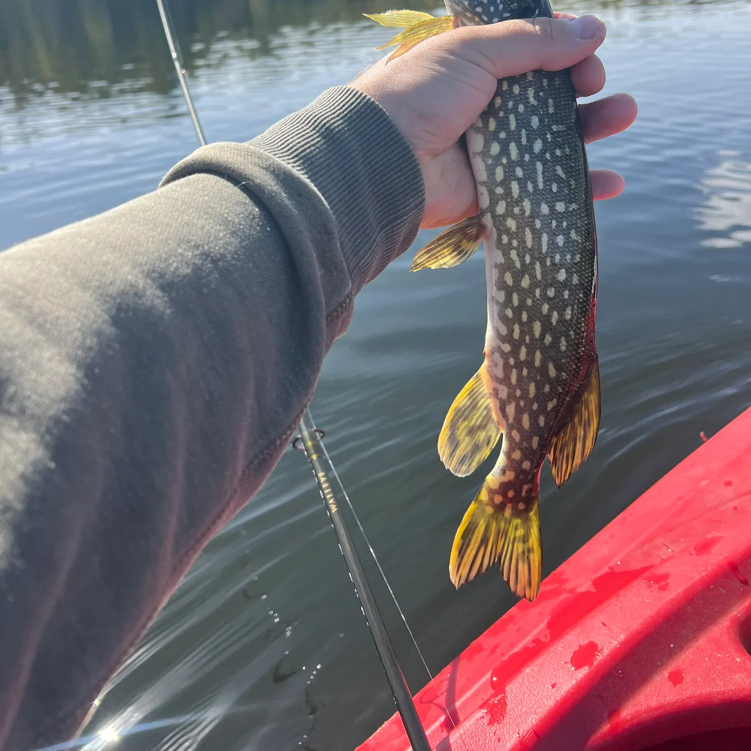 Northern pike caught on Fishbrain
