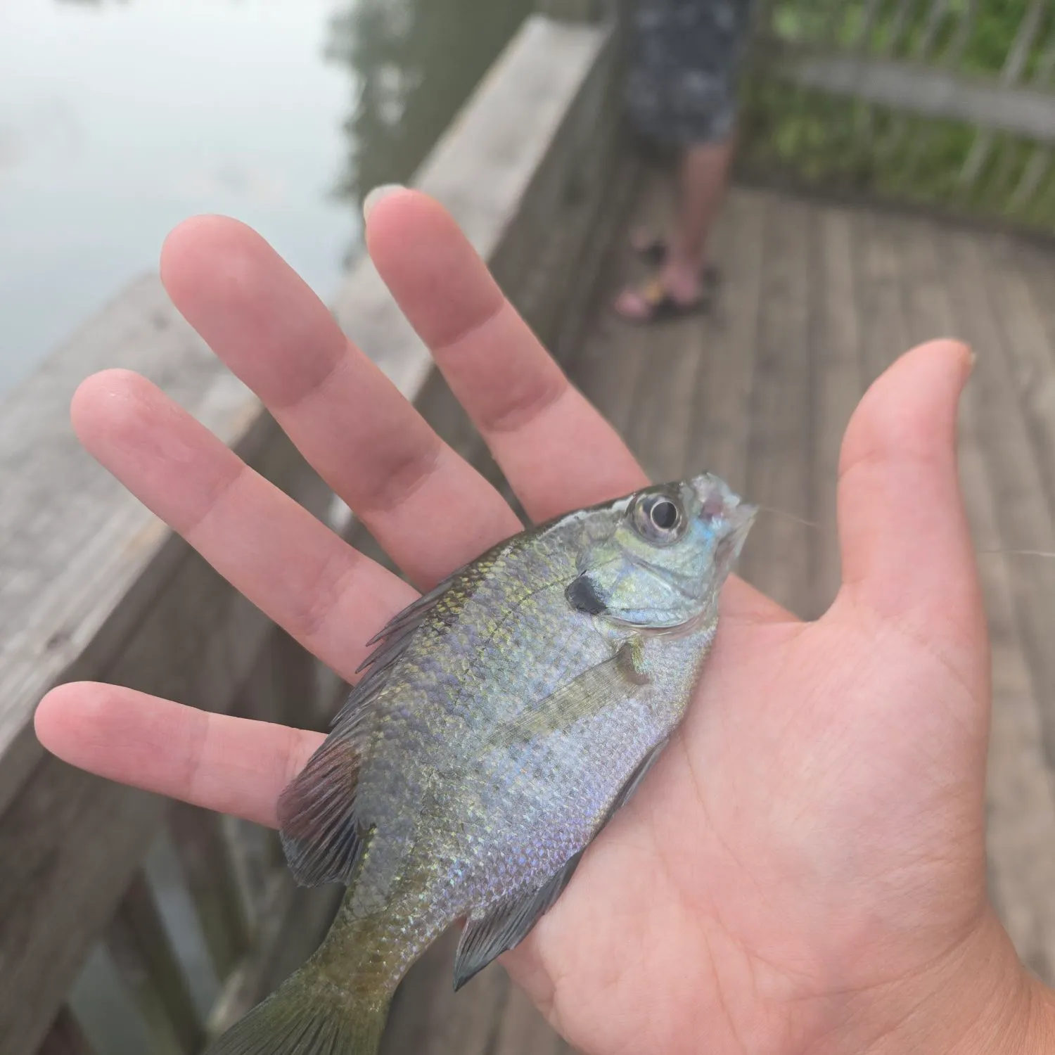 Bluegill caught on Fishbrain