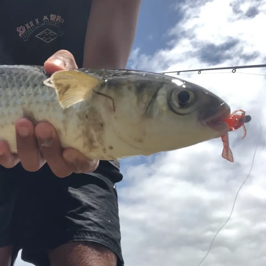 The most recent Striped mullet catches on Fishbrain