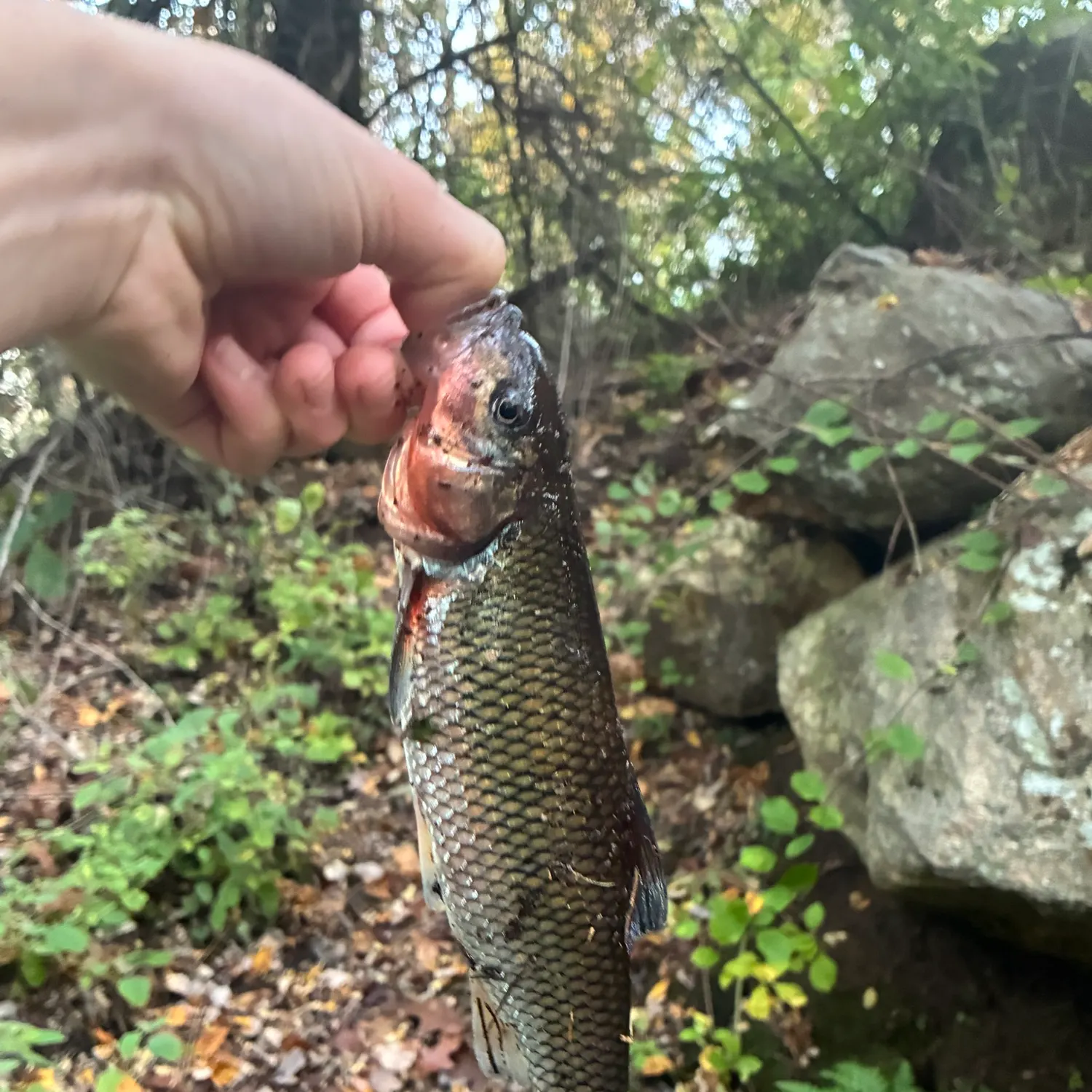Fallfish caught on Fishbrain