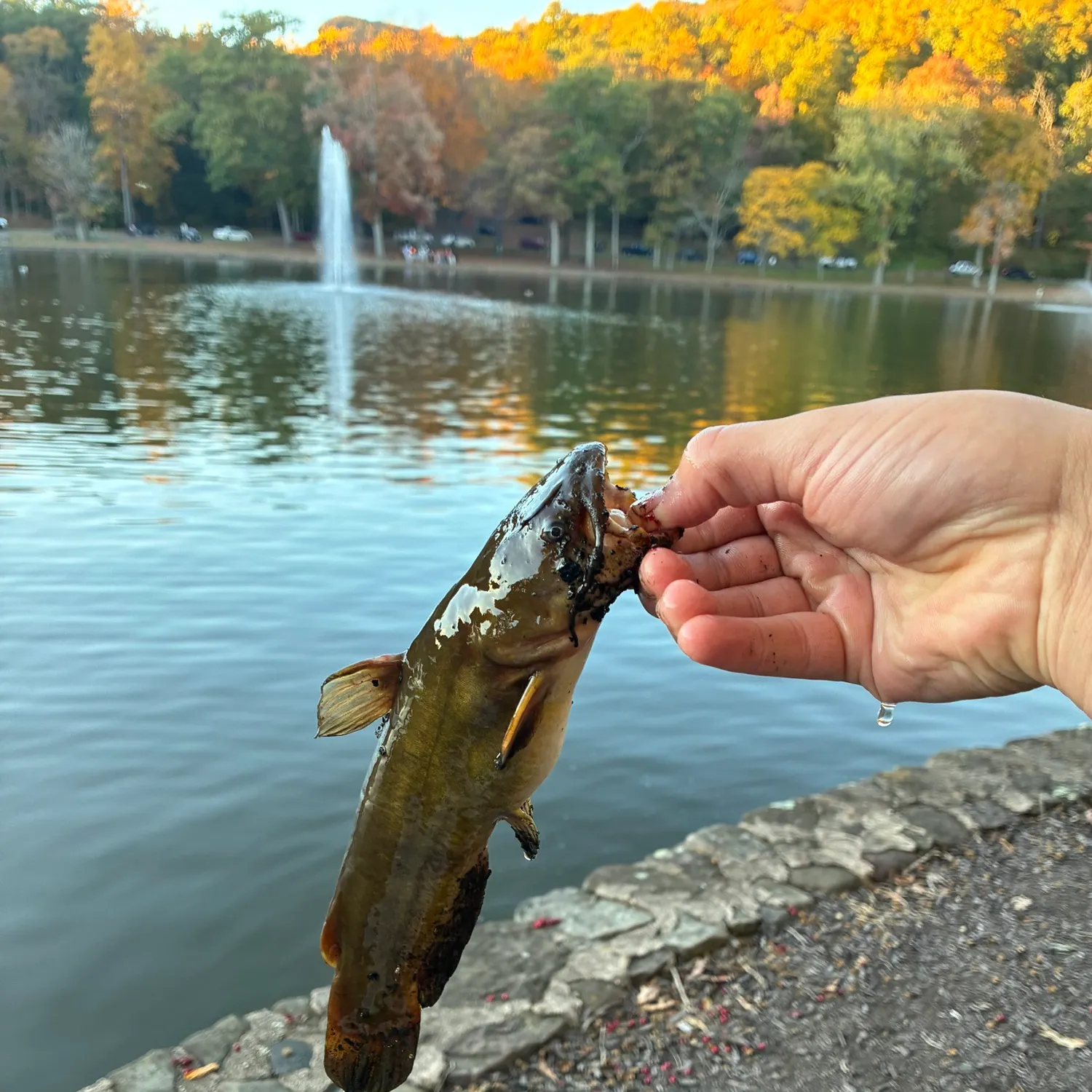 Black bullhead caught on Fishbrain