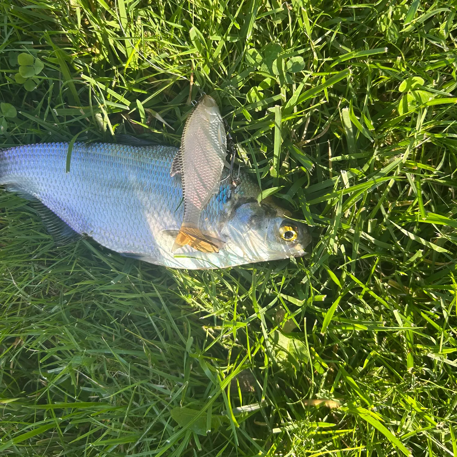 American gizzard shad caught on Fishbrain