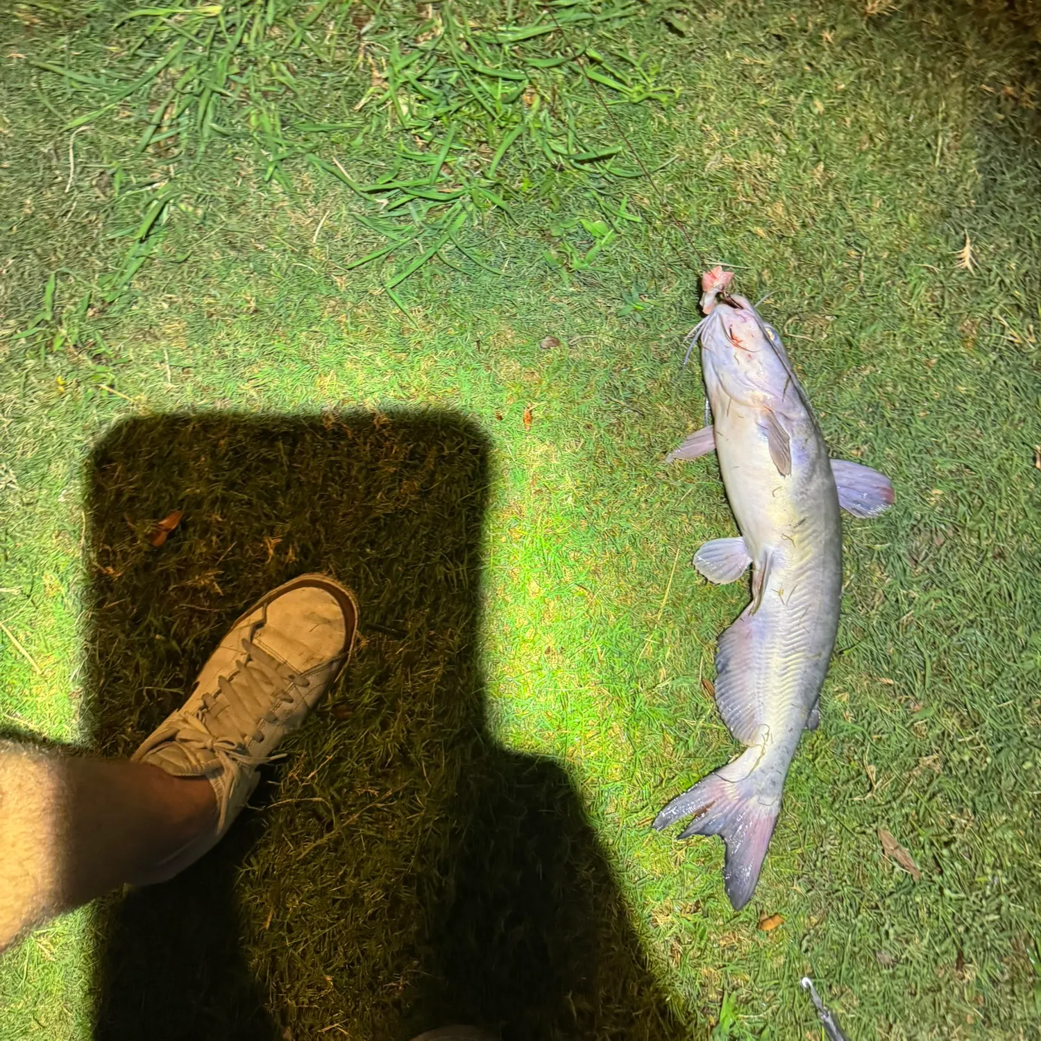Channel catfish caught on Fishbrain