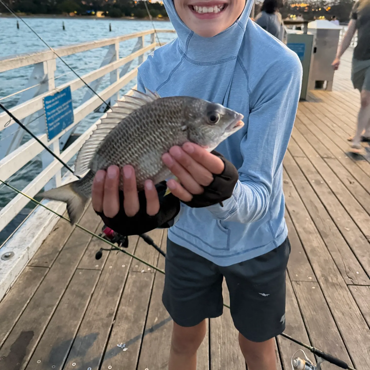 Surf bream caught on Fishbrain