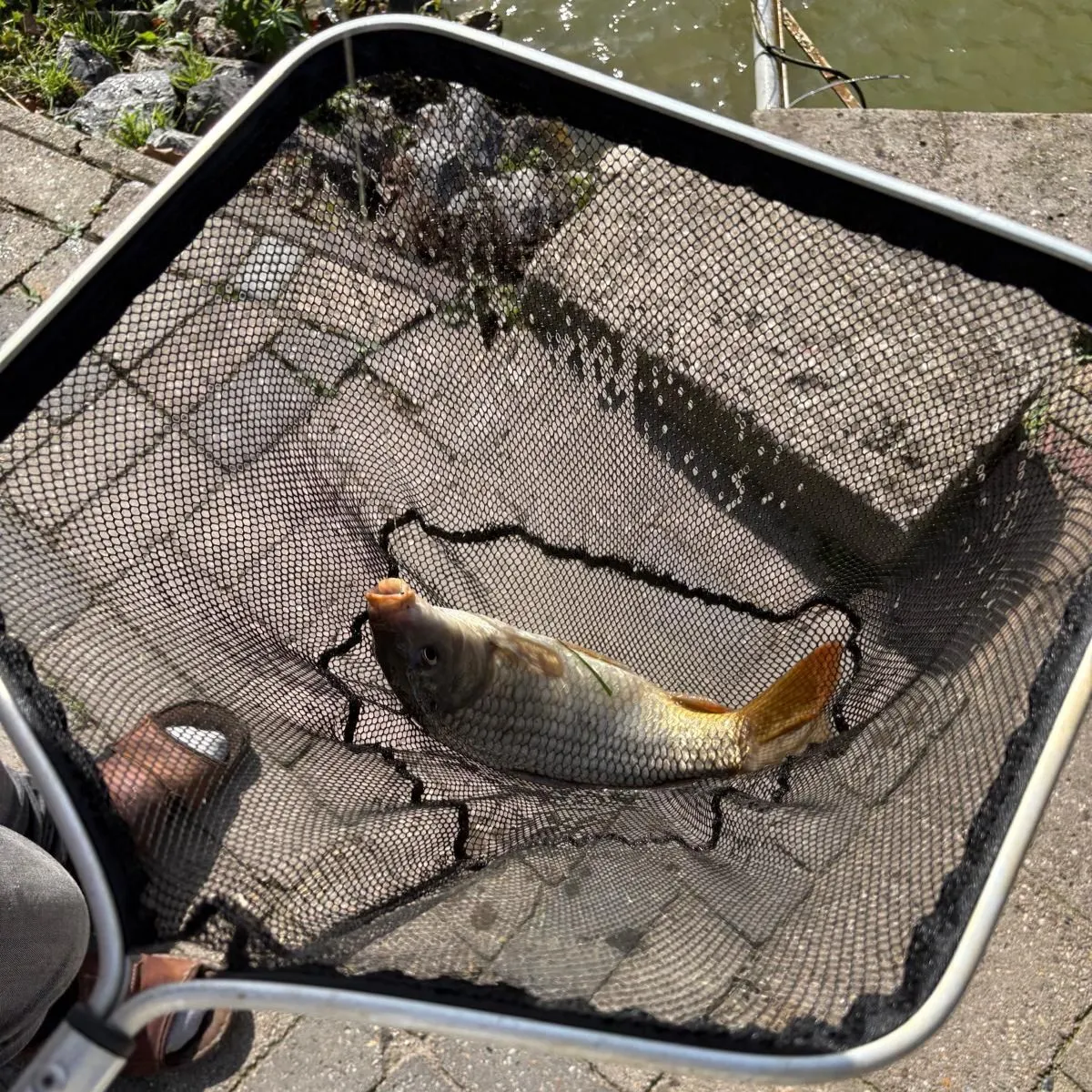 Common carp caught on Fishbrain