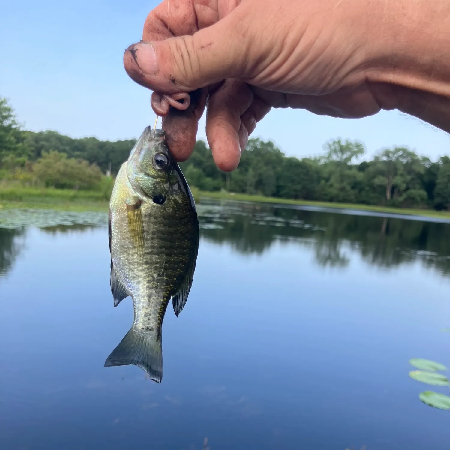 Bluegill caught on Fishbrain