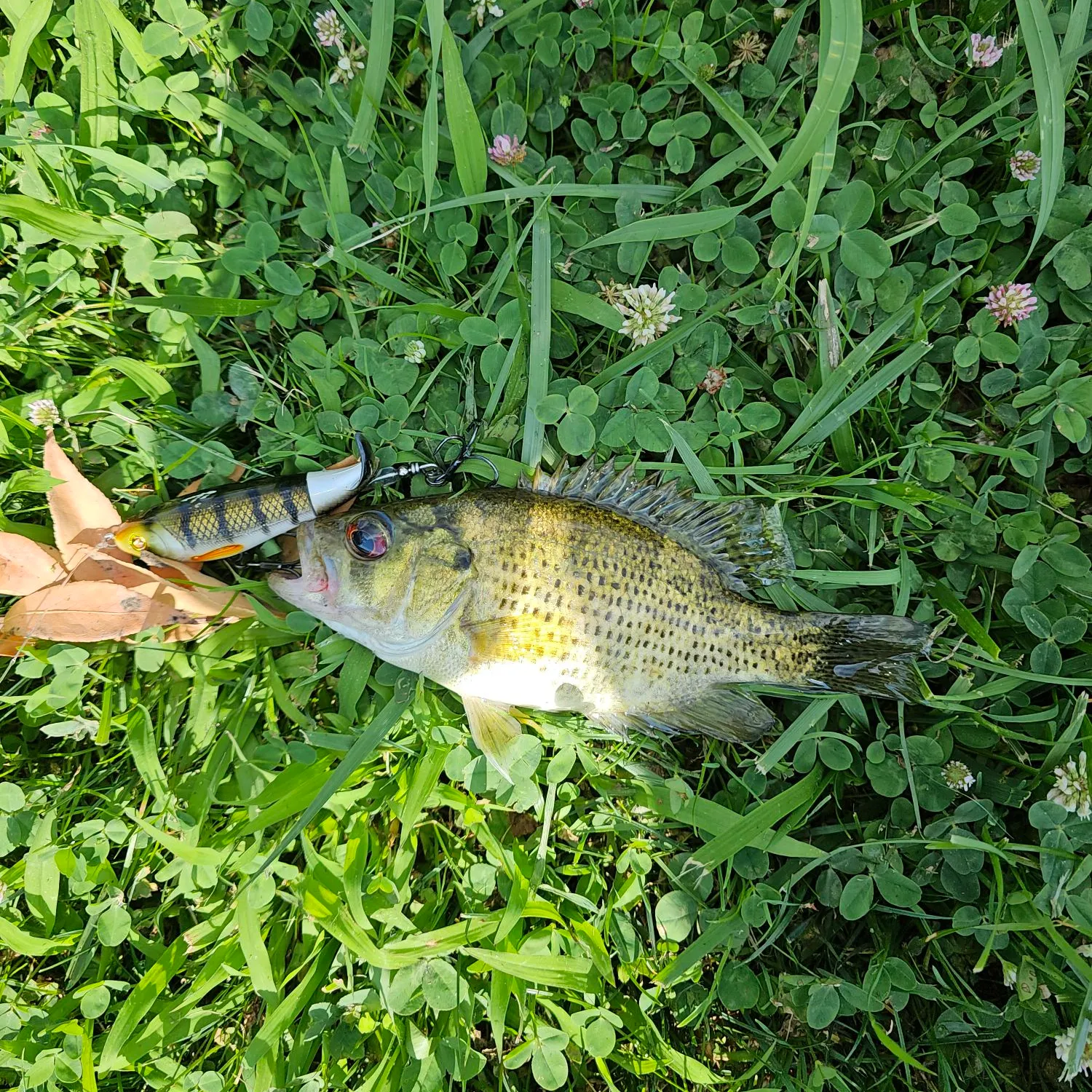Rock bass caught on Fishbrain