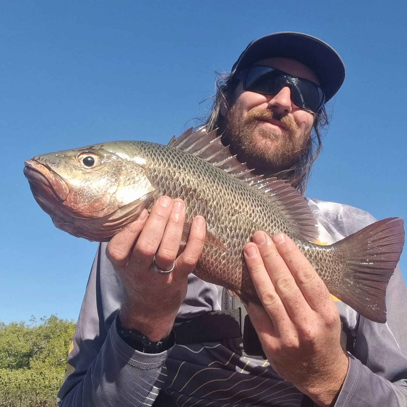 The most recent Mangrove red snapper catches on Fishbrain