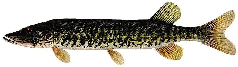 Grass pickerel