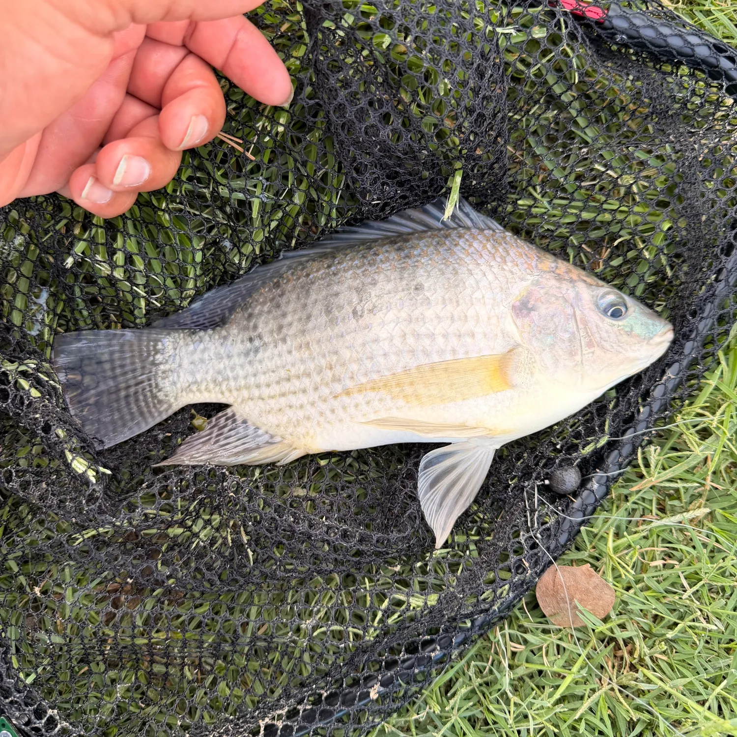 Nile tilapia caught on Fishbrain