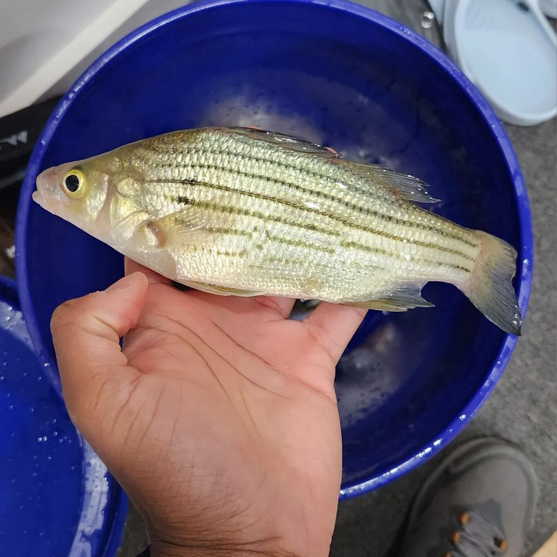The most recent Yellow bass catches on Fishbrain