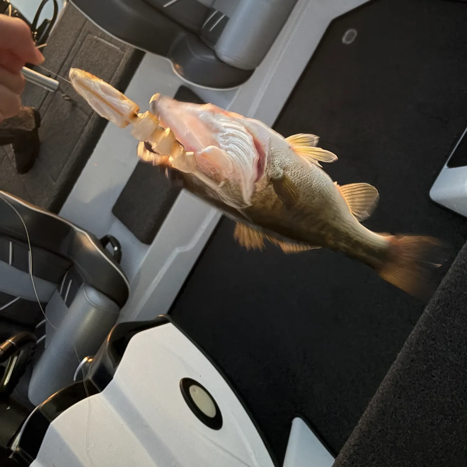 Fish caught on Fishbrain