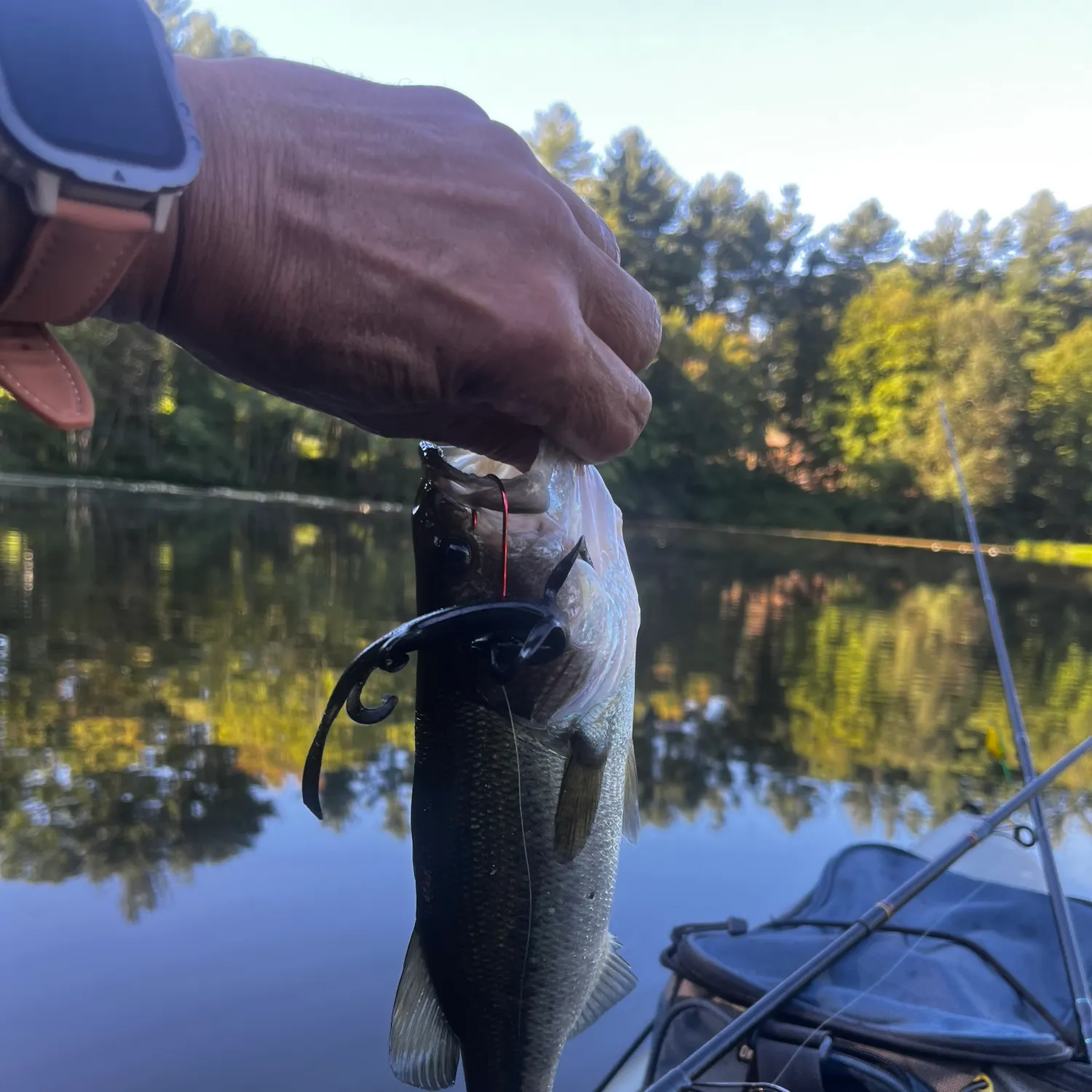 Largemouth bass caught on Fishbrain