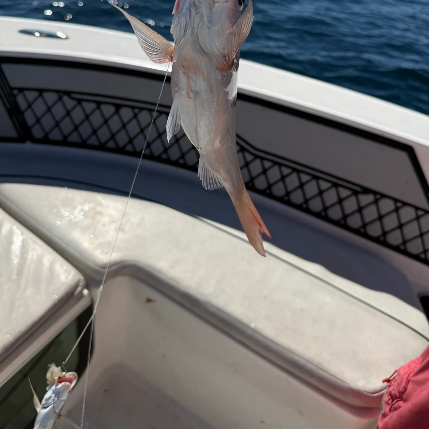 Vermilion snapper caught on Fishbrain