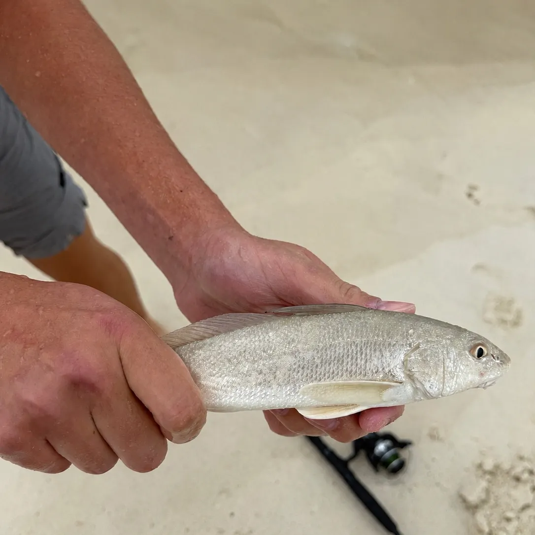 Gulf kingcroaker caught on Fishbrain