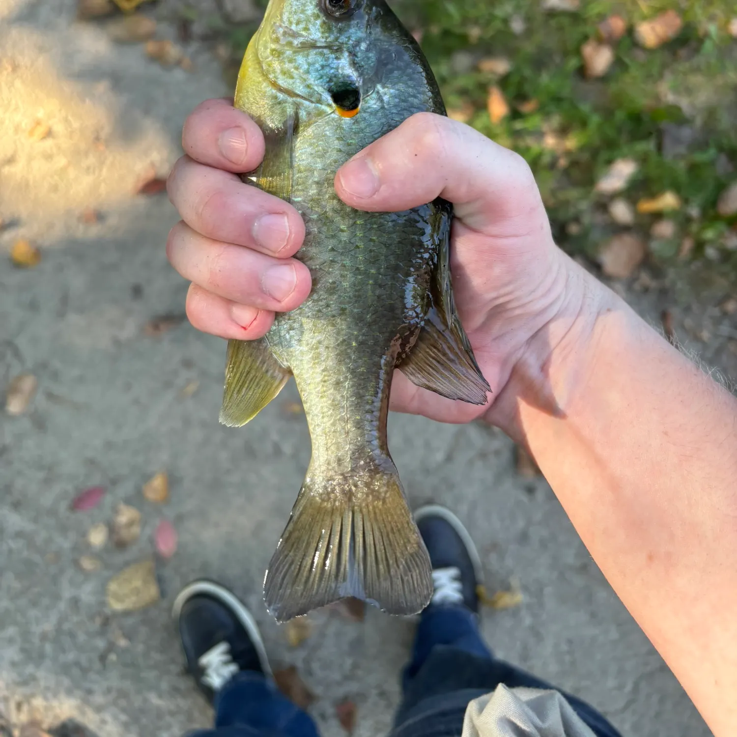 Bluegill caught on Fishbrain
