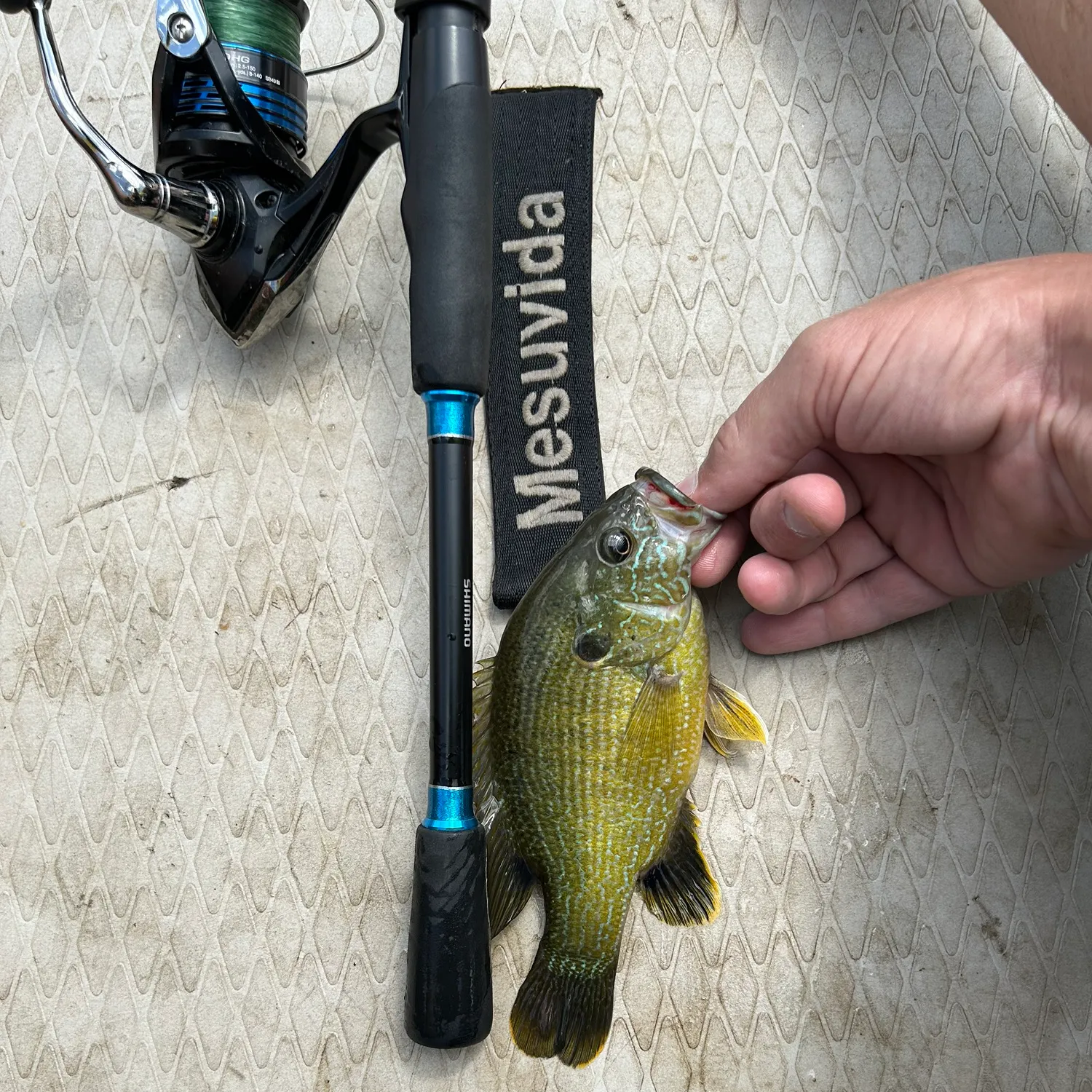 recently logged catches