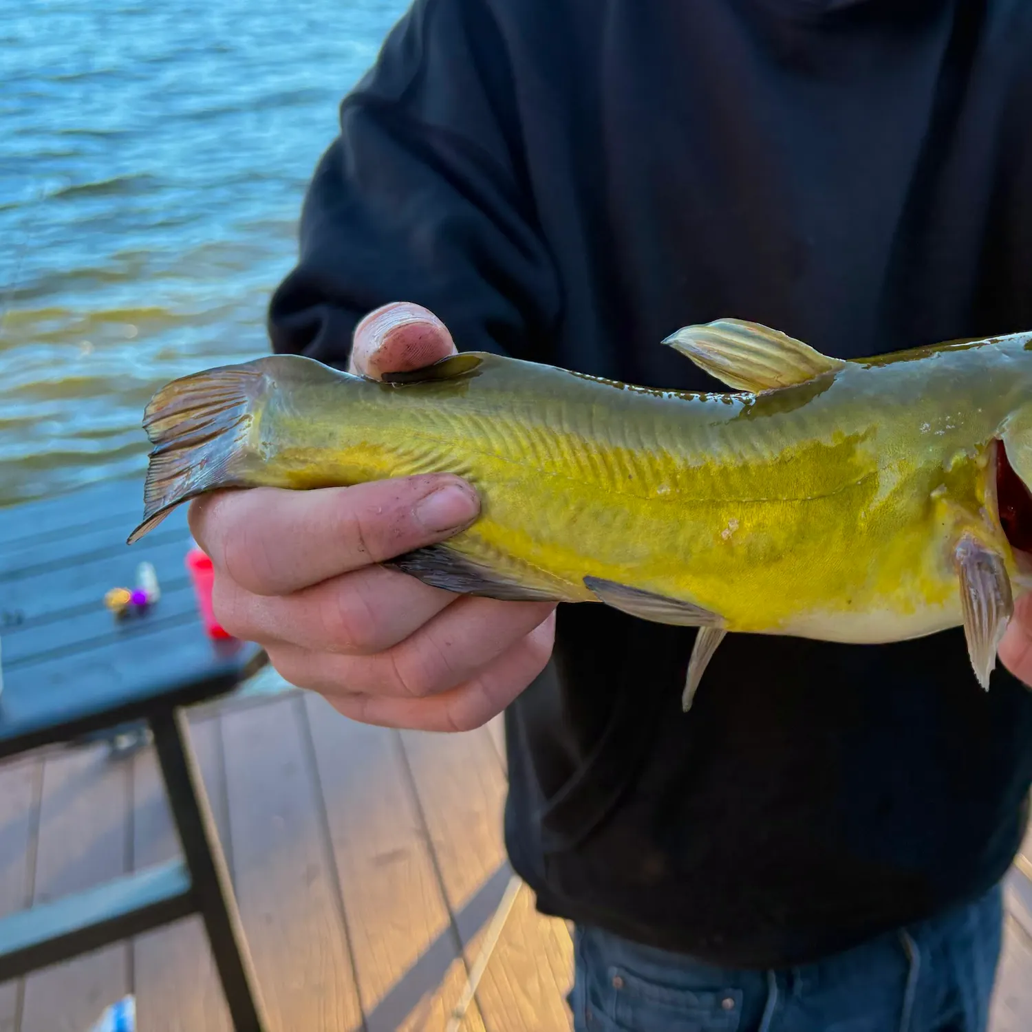 Yellow bullhead caught on Fishbrain