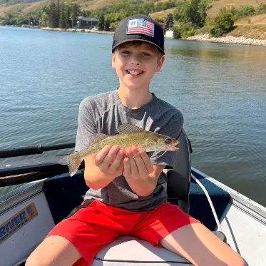 Walleye caught on Fishbrain