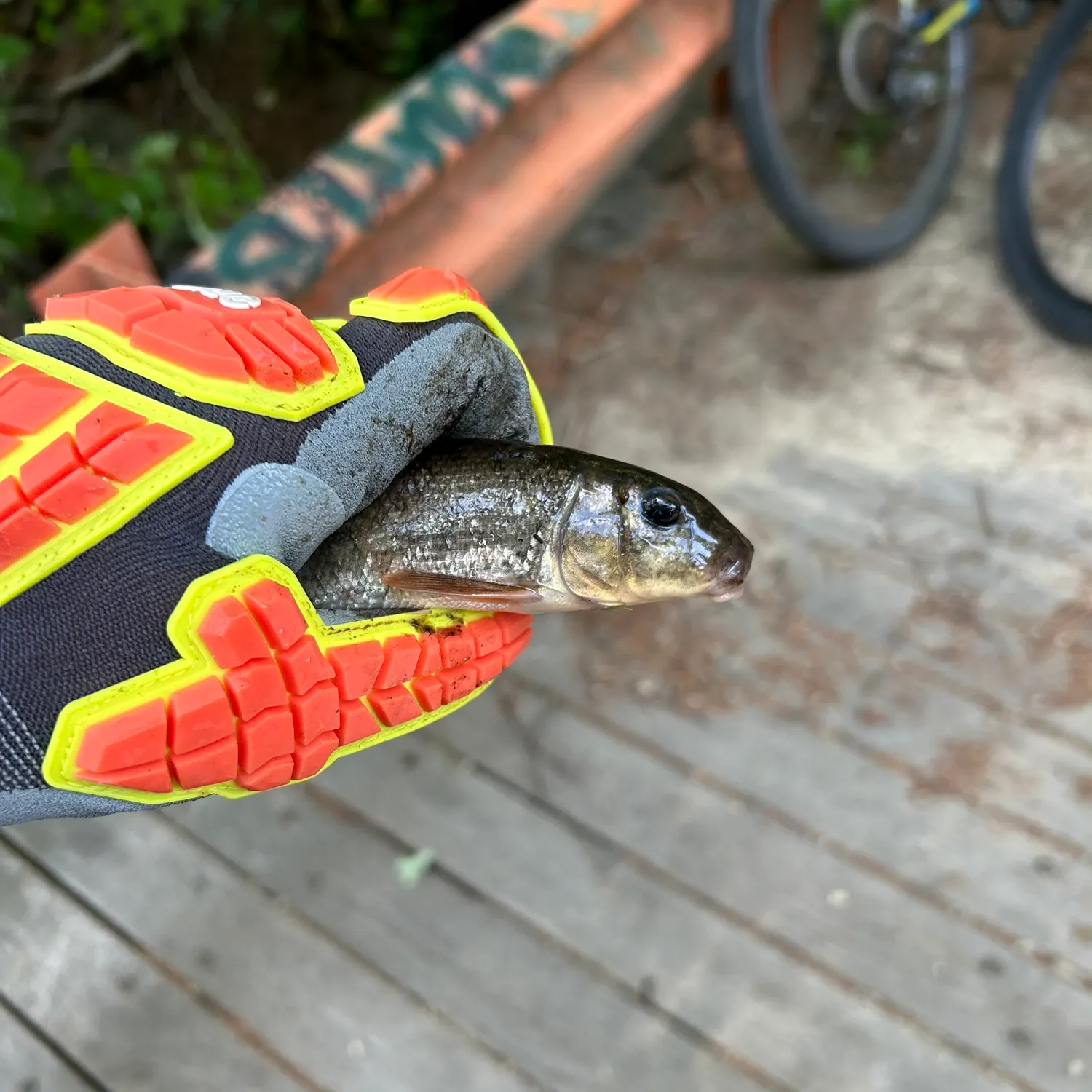 The most recent Northern hogsucker catches on Fishbrain