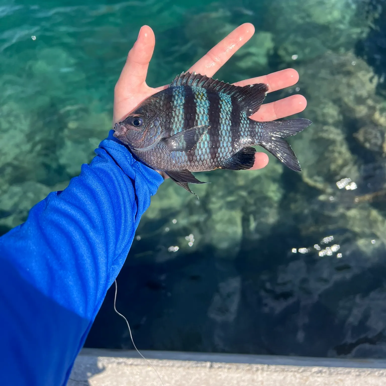 The most recent Sergeant-major catches on Fishbrain