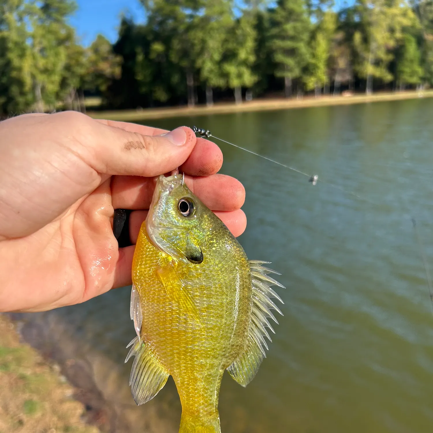 Bluegill caught on Fishbrain