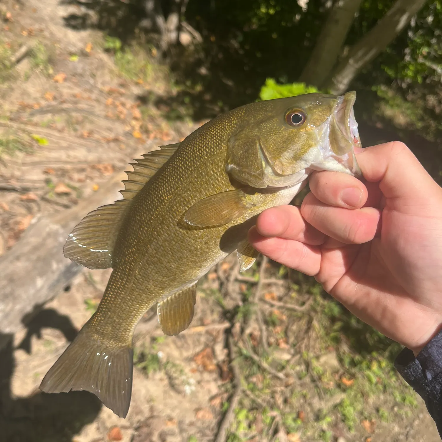 Smallmouth bass caught on Fishbrain