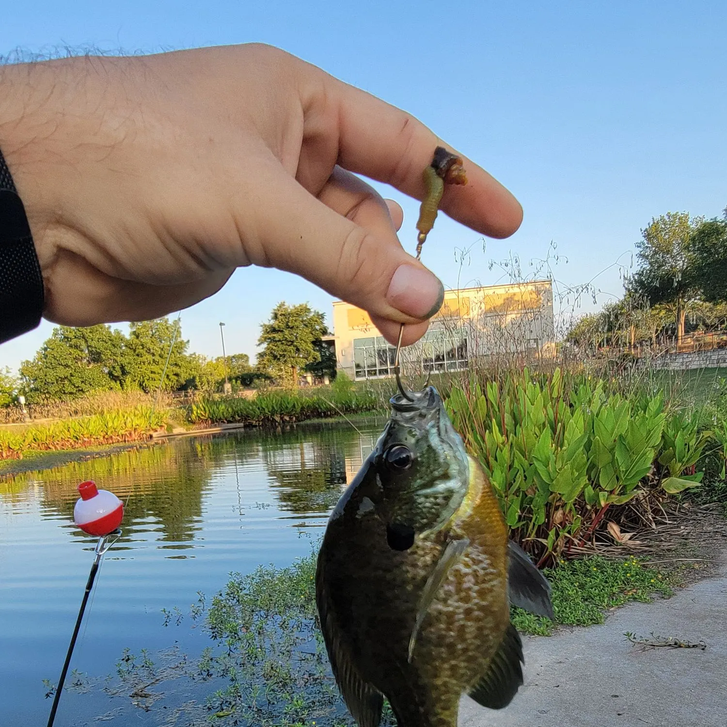 The most recent Bluegill catches on Fishbrain
