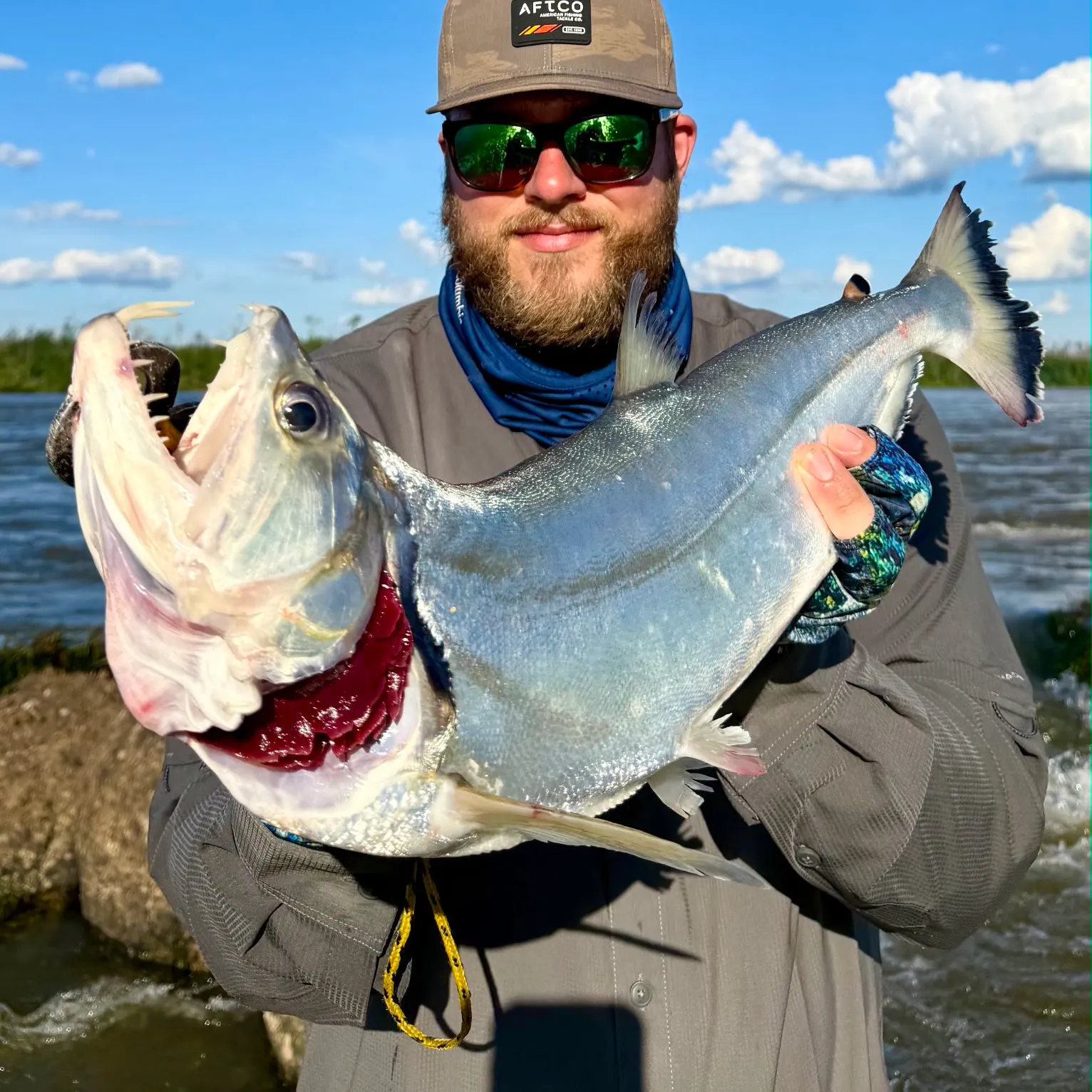 The most recent Vampire fish catches on Fishbrain