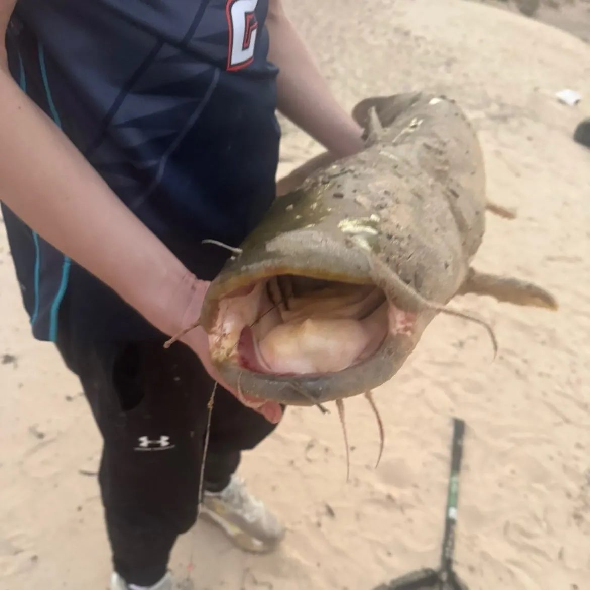 The most recent Flathead catfish catches on Fishbrain