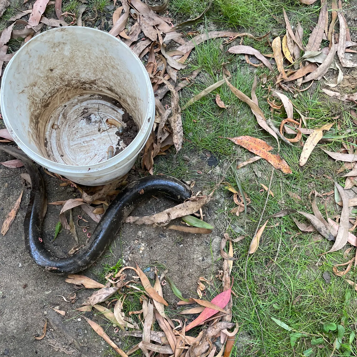 The most recent Shortfin eel catches on Fishbrain