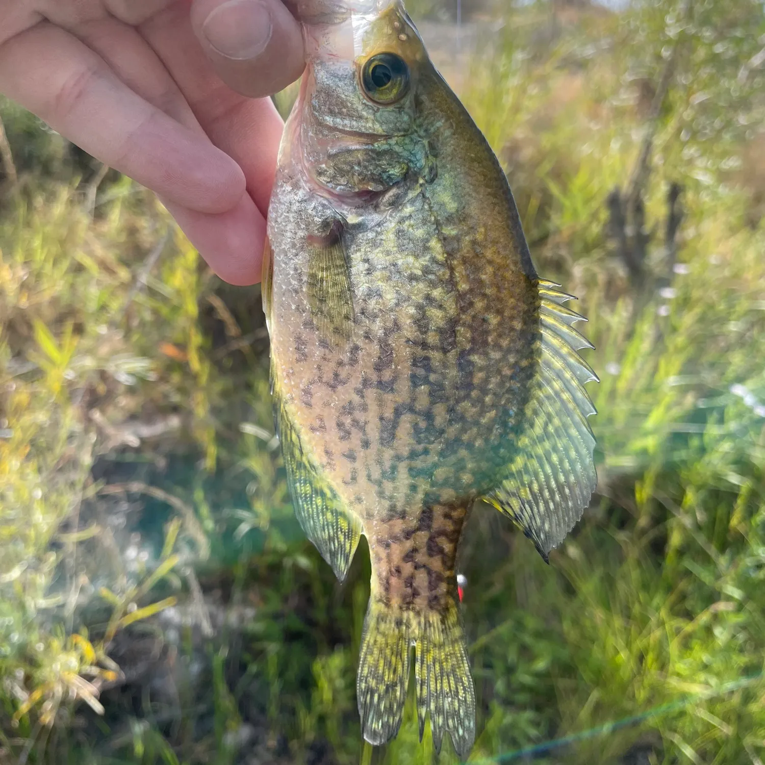 Black crappie caught on Fishbrain