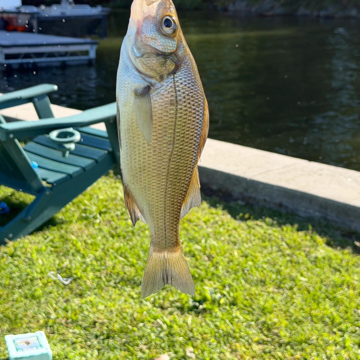 White perch caught on Fishbrain