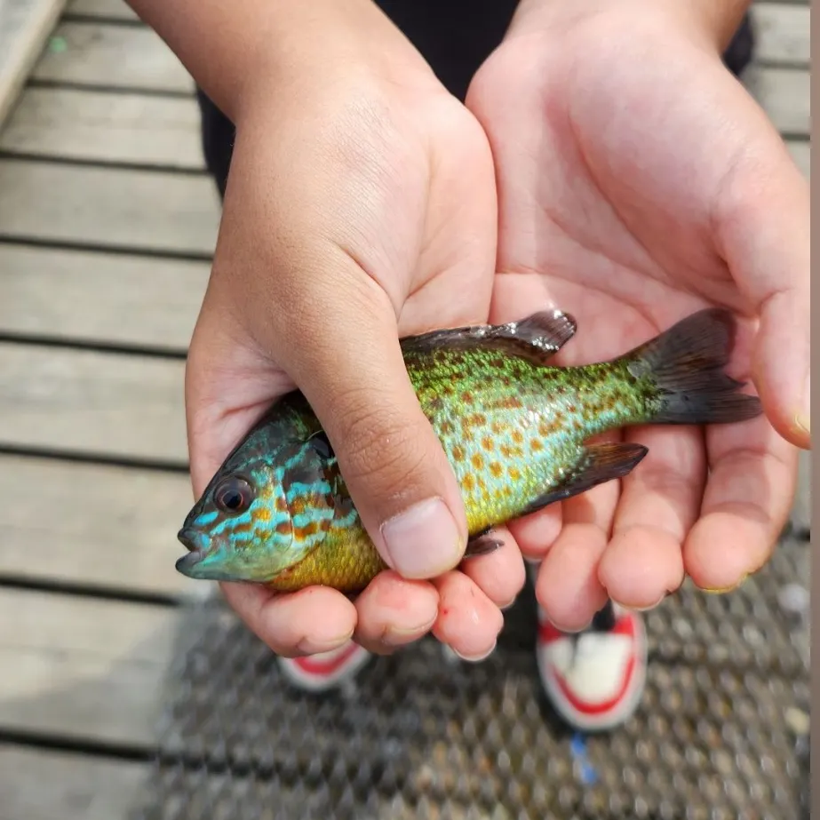 The most recent Pumpkinseed x green sunfish catches on Fishbrain