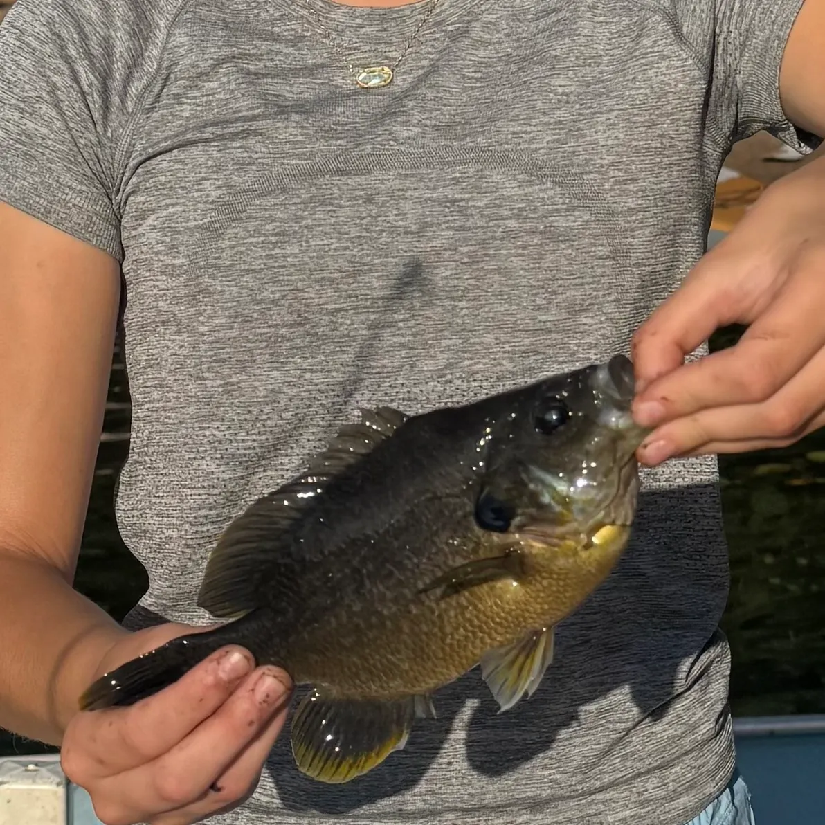 Green sunfish caught on Fishbrain