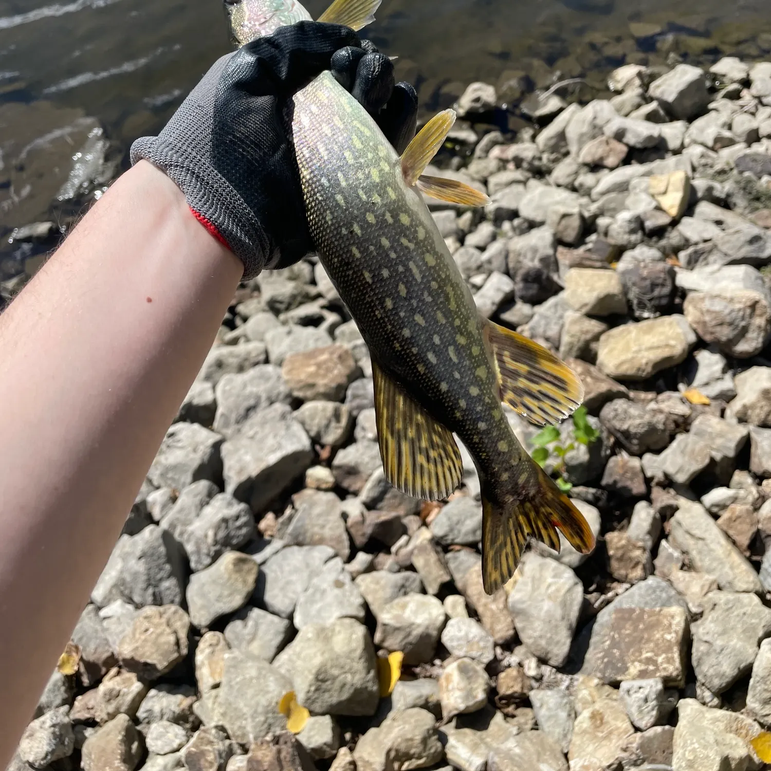 Northern pike caught on Fishbrain