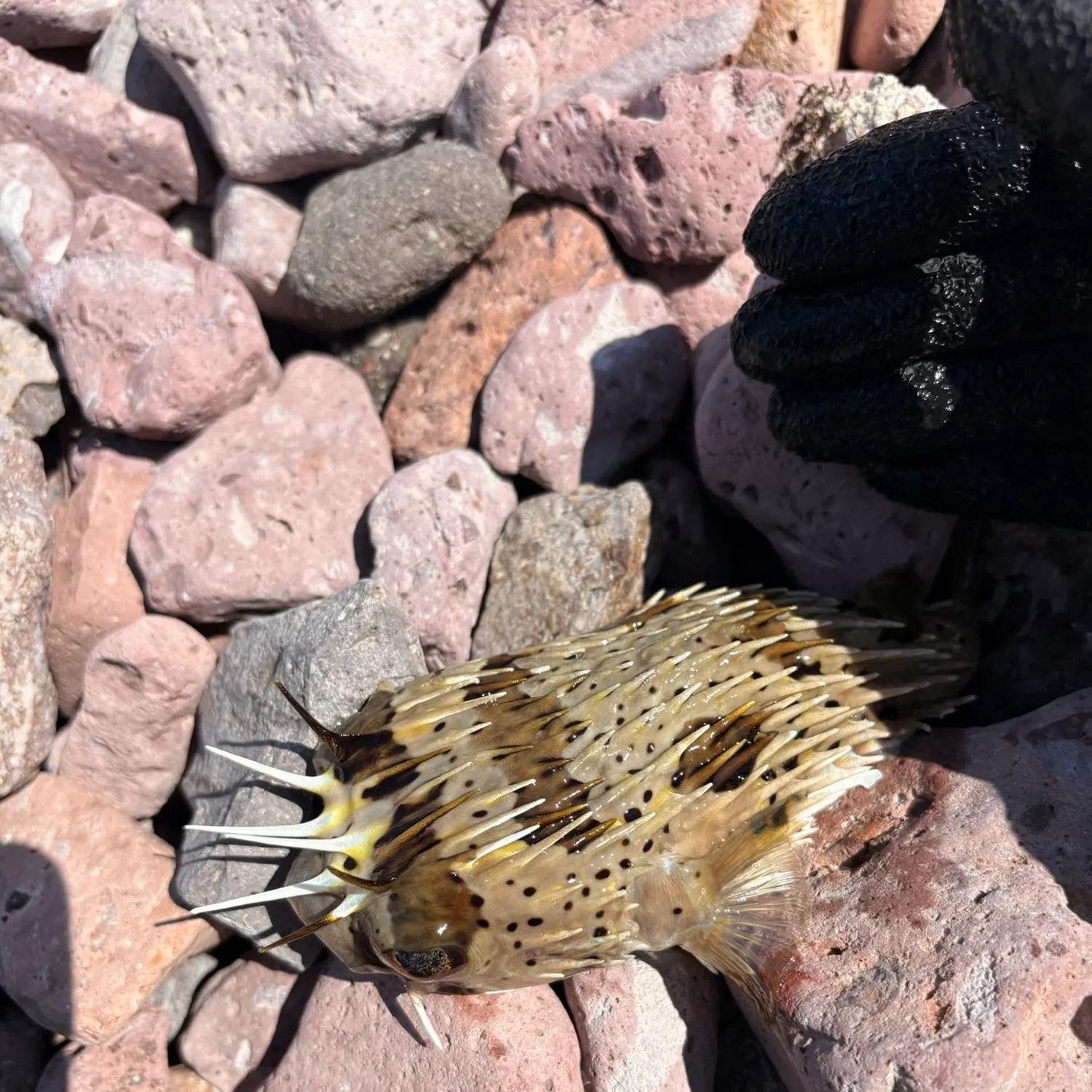 The most recent Milkspotted puffer catches on Fishbrain